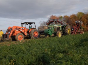 Récolte de carottes