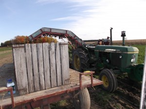 Récolte de carottes